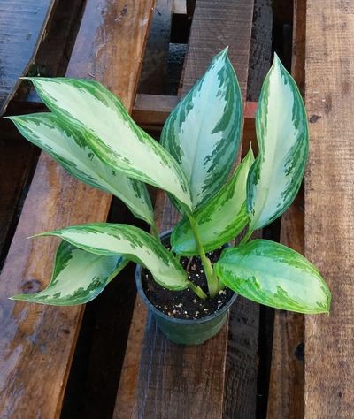 4" Aglaonema Silver Bay